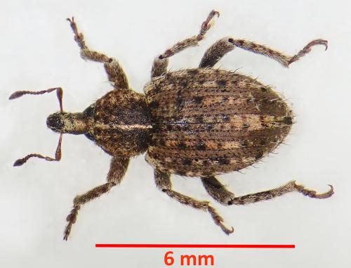 Réf. 268 141 : Brachypera crinita